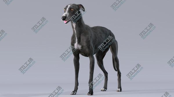 images/goods_img/20210312/3D model Greyhound (3) (Fur)/2.jpg